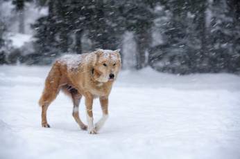 Картинка животные собаки метель рыжая собака зима снег