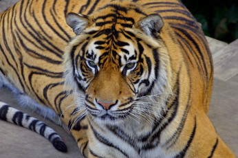 Картинка животные тигры морда лежит тигр