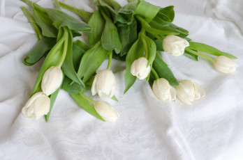Картинка цветы тюльпаны белый