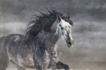 Картинка ©+ryan+courson+photography животные лошади галоп бег серый жеребец конь