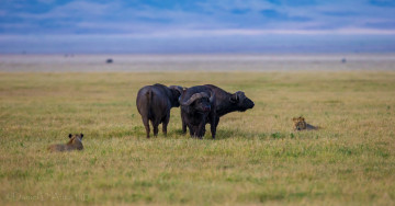 Картинка животные разные+вместе оборона львы буйволы