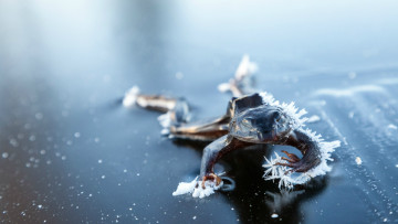 Картинка животные лягушки холод