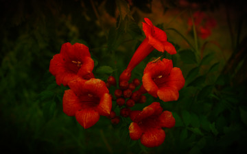 Картинка цветы кампсис+ текома лепестки