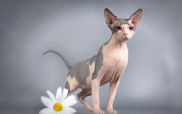 Картинка животные коты цветок ромашка кошка сфинкс