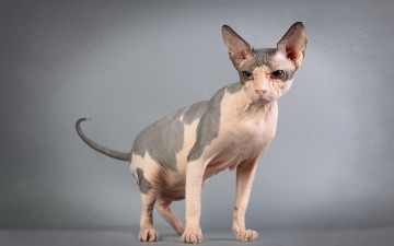 Картинка животные коты кошка сфинкс