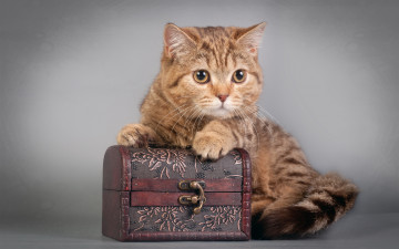 Картинка животные коты сундучок кот кошка
