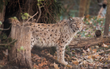 Картинка животные рыси листья лес хищник дикая кошка рысь