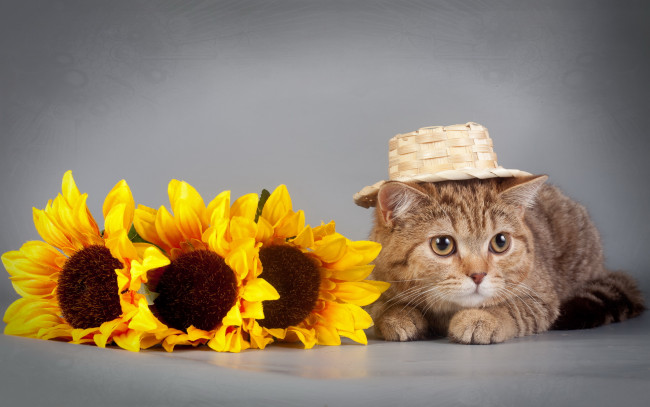 Обои картинки фото животные, коты, шляпка, цветы, подсолнухи, кошка