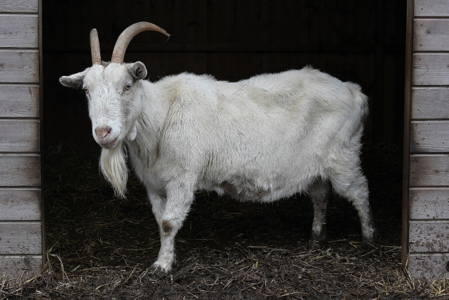Обои картинки фото животные, козы, коза, стойло