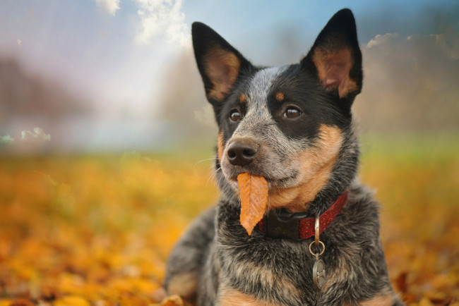 Обои картинки фото животные, собаки, собака, листья, осень