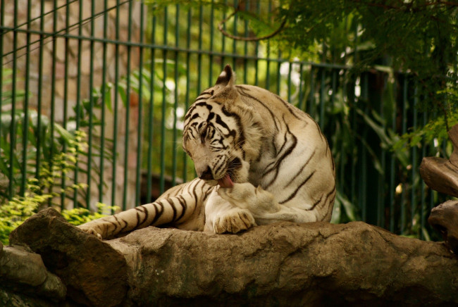 Обои картинки фото животные, тигры, белый, тигр, язык, умывается, лапа