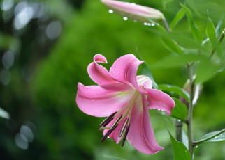 Картинка цветы лилии +лилейники розовая