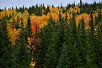 Картинка природа лес ели осень