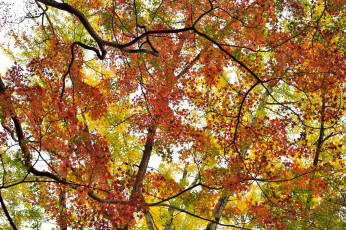 Картинка природа деревья ветки листья