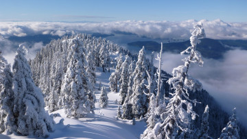 Картинка природа зима облака деревья лес панорама пролив хау снег британская колумбия ванкувер горы норт-шор канада