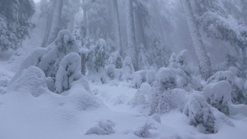 Картинка природа зима сугробы снег лес британская колумбия ванкувер канада