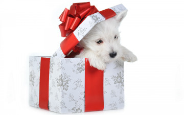 Картинка животные собаки собака праздник коробка щенок новый год красный подарок белый фон рождество бантик крышка
