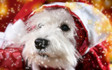 Картинка животные собаки желтый колпак красный белая собака новый год крупный план морда праздник звездочки