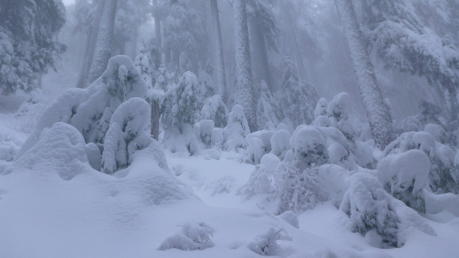 Обои картинки фото природа, зима, сугробы, снег, лес, британская, колумбия, ванкувер, канада