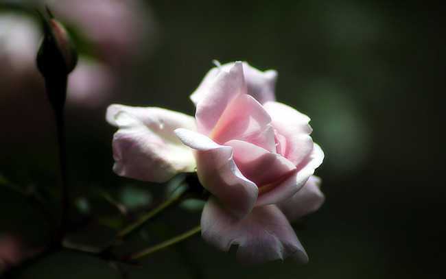 Обои картинки фото цветы, розы, нежный