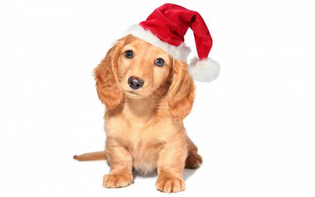 Обои картинки фото животные, собаки, колпак, санты, новый, год, щенок, собака, белый, фон, красный, праздник