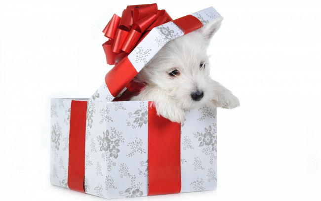 Обои картинки фото животные, собаки, собака, праздник, коробка, щенок, новый, год, красный, подарок, белый, фон, рождество, бантик, крышка