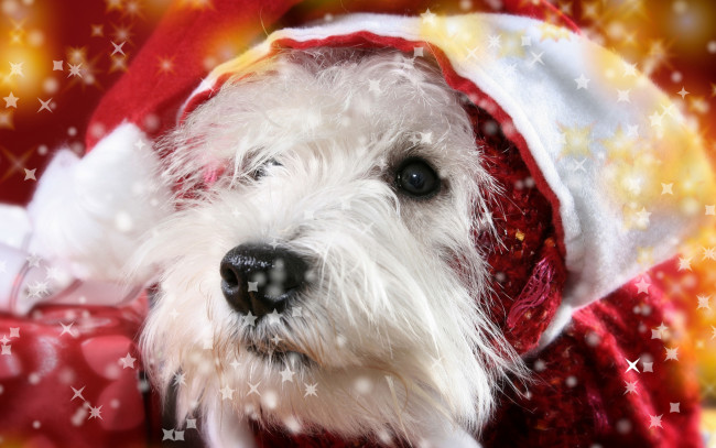 Обои картинки фото животные, собаки, желтый, колпак, красный, белая, собака, новый, год, крупный, план, морда, праздник, звездочки