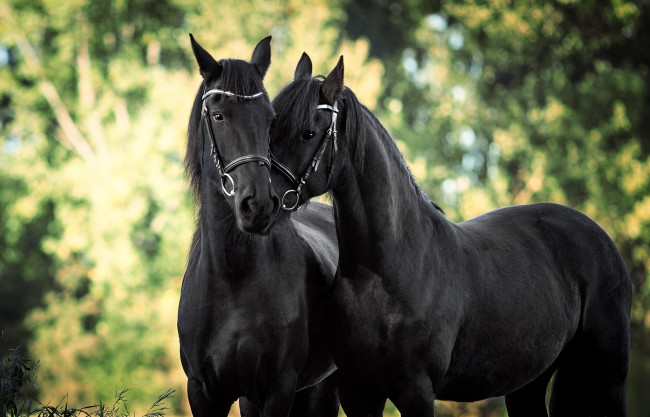 Обои картинки фото животные, лошади, любовь, парочка, конь, лошадь