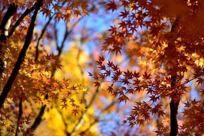 Обои картинки фото природа, листья, осень, деревья