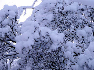 Картинка природа зима снег ветки