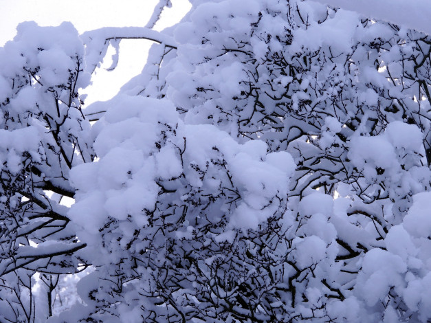 Обои картинки фото природа, зима, снег, ветки