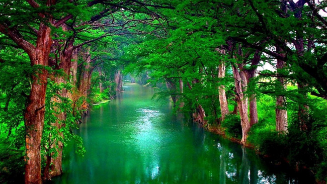 Обои картинки фото природа, реки, озера, изумрудный, деревья