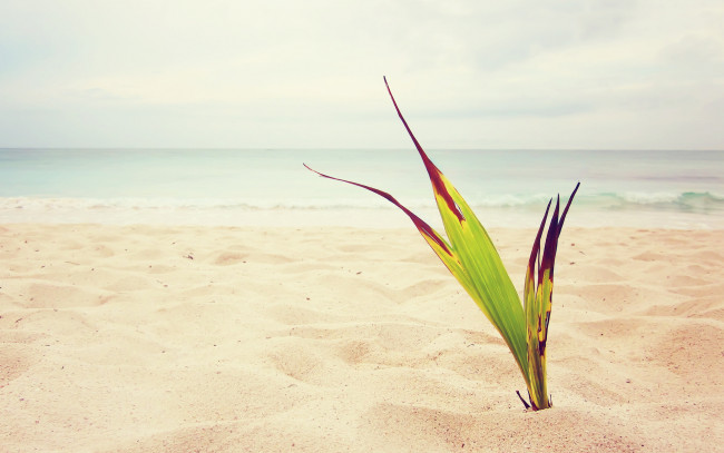 Обои картинки фото природа, побережье, море, росток, песок, пляж