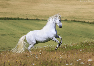 Картинка животные лошади лето простор луг цветы красавец мощь профиль грация белый жеребец конь