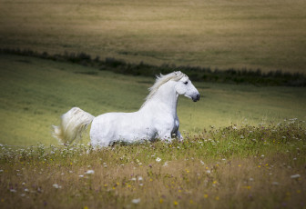 Картинка животные лошади белый профиль простор луг лето цветы бег жеребец конь