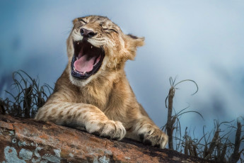 Картинка животные львы смеётся котёнок львёнок