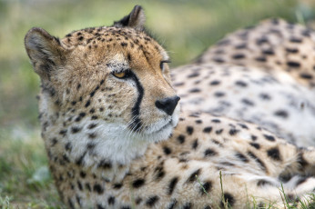 Картинка животные гепарды хищник кошка морда
