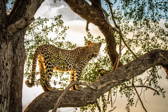 Картинка животные леопарды африка солнце свет листва дерево хищник кошка