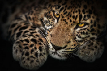 Картинка животные леопарды кот лапы рыжий шерсть спит лежит усы