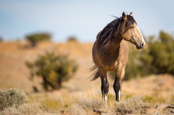 Картинка животные лошади ветер морда грива профиль буланый дикий конь