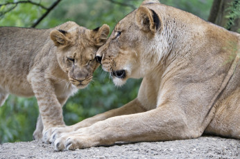 Картинка животные львы любовь ласка забота семья пара детёныш мать львица львёнок