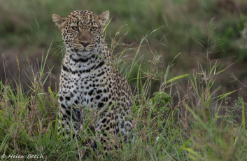 Картинка животные леопарды морда молодой хищник кошка заросли