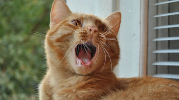 Картинка животные коты кот лапы рыжий шерсть спит лежит усы