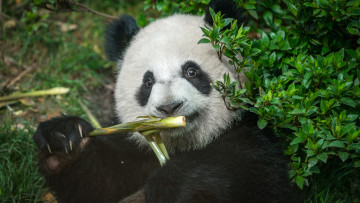 Картинка животные панды морда