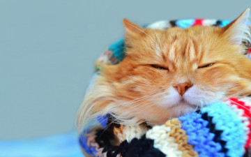 Картинка животные коты кот шарф боке