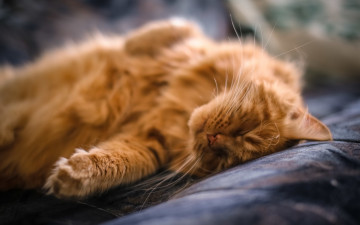 Картинка животные коты рыжий шерсть спит лежит усы кот лапы