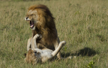 Картинка животные львы оскал