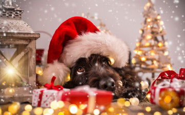 Картинка животные собаки колпак подарки ёлка блики блестки фонарь голова собака