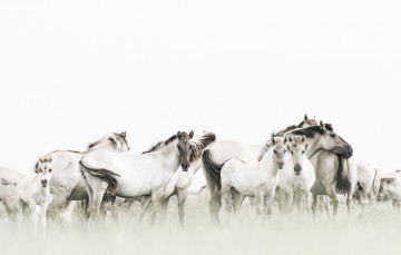 Картинка животные лошади природа кони фон