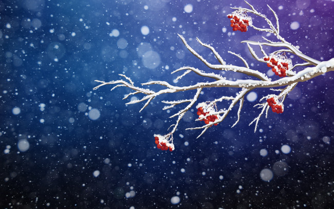 Обои картинки фото векторная графика, природа , nature, фон, ветка, снег, рябина, минимализм, зима, новый, год, рождество, снежинки